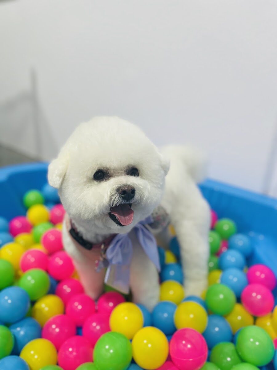 White Bichon Frise sitting in colourful playgroup ball pit