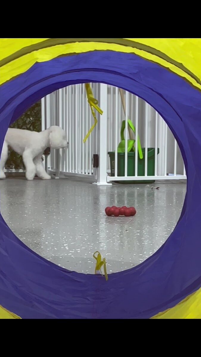 White puppy in playgroup seen through purple-yellow agility tunnel
