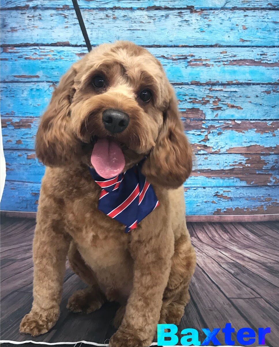 Groomed brown Cavoodle wearing striped tie, blue wood backdrop